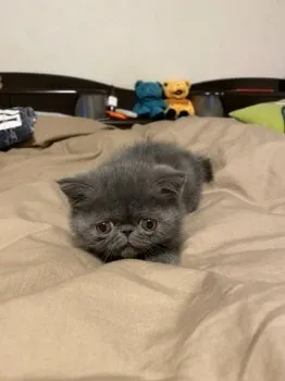 K.M 様のお迎えした子猫