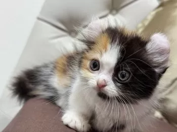 しんの 様のお迎えした子猫