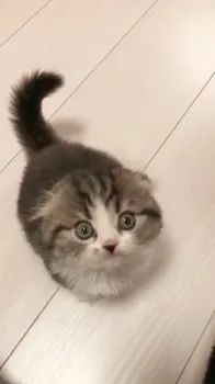 ノエル 様のお迎えした子猫