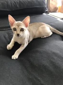 山地　和代 様のお迎えした子猫