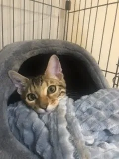 M.M 様のお迎えした子猫