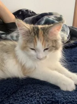 りき 様のお迎えした子猫