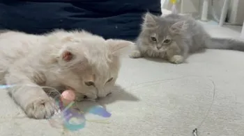 A.M 様のお迎えした子猫