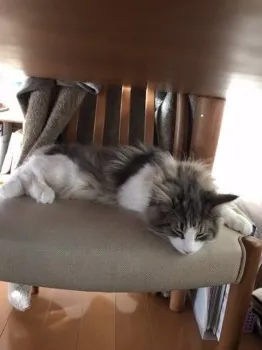 K.M 様のお迎えした子猫