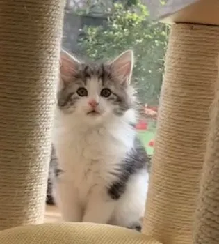 モモコ 様のお迎えした子猫