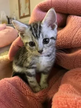 ミキコ 様のお迎えした子猫