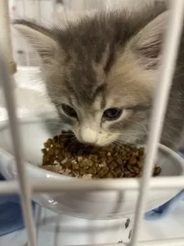かも 様のお迎えした子猫