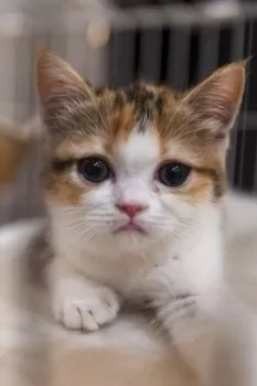 T.T 様のお迎えした子猫