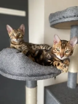 オーディーン 様のお迎えした子猫