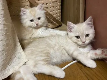 A.I 様のお迎えした子猫