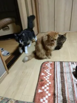 ぼん 様のお迎えした子猫