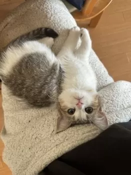 K.N 様のお迎えした子猫