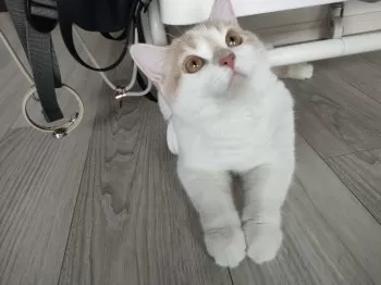 M.Ｉ 様のお迎えした子猫