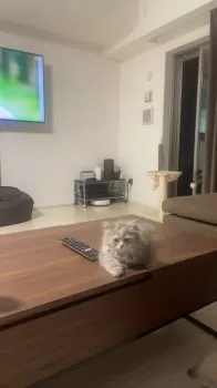 S.N 様のお迎えした子猫