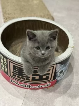 ゆう 様のお迎えした子猫