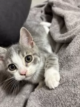 さき 様のお迎えした子猫