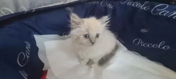 M.S 様のお迎えした子猫