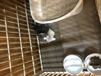 suzuyasu 様のお迎えした子猫