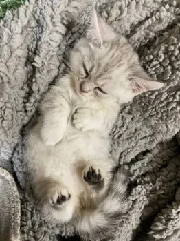 T.S 様のお迎えした子猫