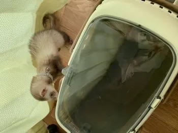 Y・K 様のお迎えした子猫