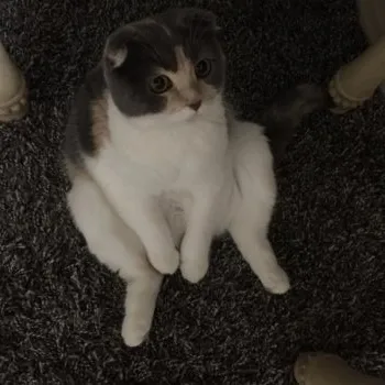 ミキティ 様のお迎えした子猫