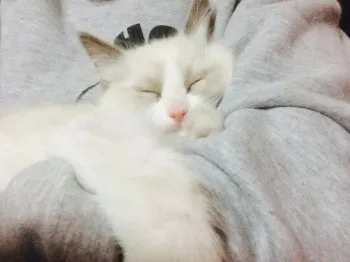 たんぽぽ 様のお迎えした子猫