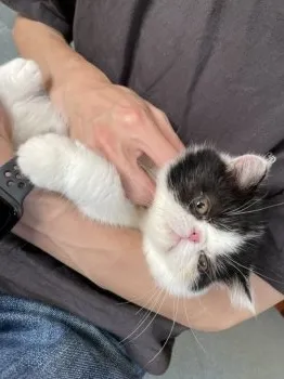 M 様のお迎えした子猫