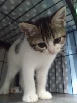 M.N 様のお迎えした子猫