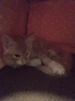 ねこまっしぐら 様のお迎えした子猫