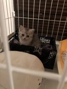 ぱぽ 様のお迎えした子猫