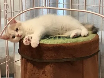 ひなまま 様のお迎えした子猫