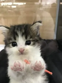 H 様のお迎えした子猫