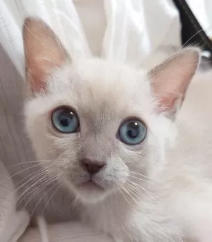 ぽんちゃん 様のお迎えした子猫