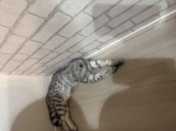 たほゆほ 様のお迎えした子猫