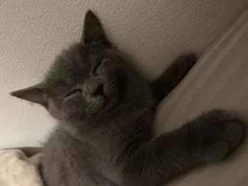 ぶぅ 様のお迎えした子猫