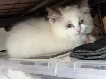 Y.O 様のお迎えした子猫