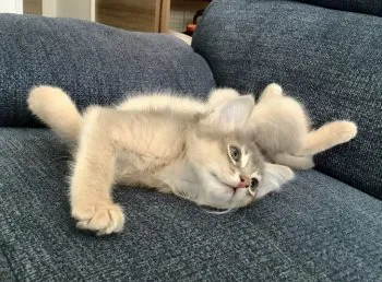 きち。 様のお迎えした子猫