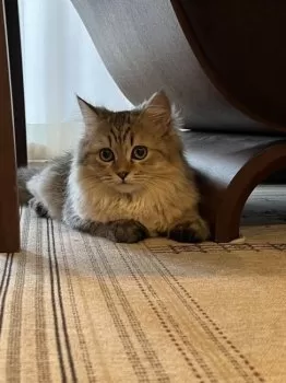 ぴん 様のお迎えした子猫