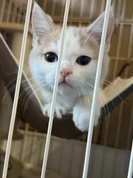 K.M 様のお迎えした子猫