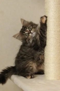 イエロー 様のお迎えした子猫