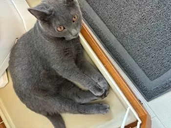 yykk 様のお迎えした子猫