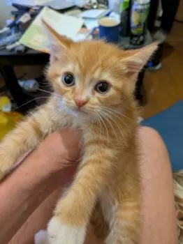 T.T 様のお迎えした子猫