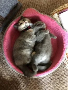 ももママ＆てんママ 様のお迎えした子猫