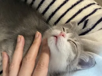 ふう 様のお迎えした子猫