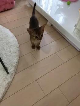 MAI 様のお迎えした子猫