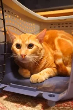 H.U 様のお迎えした子猫