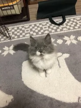 吉文 様のお迎えした子猫
