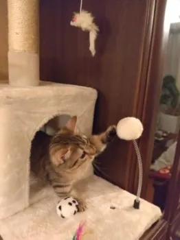 O 様のお迎えした子猫