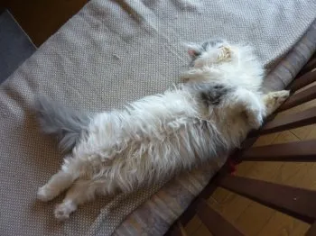 fufu 様のお迎えした子猫