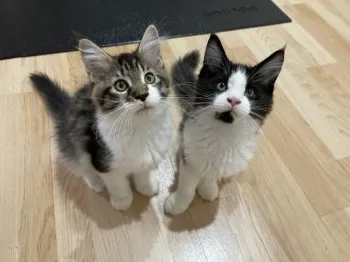 K.S 様のお迎えした子猫